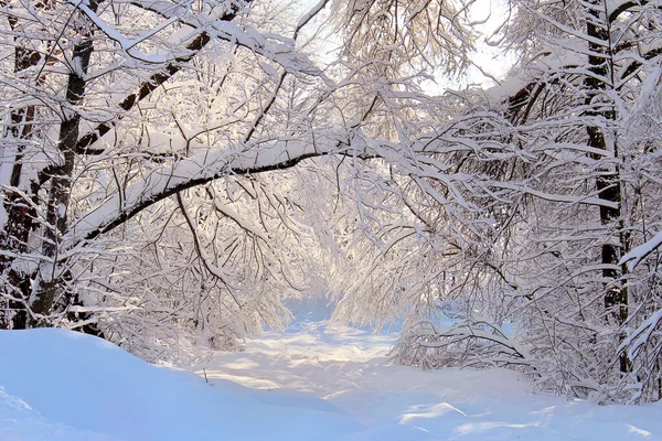 Açık bir günde kış ormanı. Kardaki ağaçlar. Doğanın görünüşü