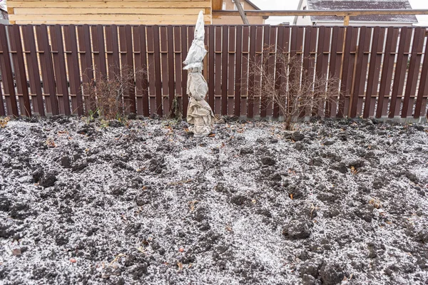 Schutz Für Die Winterpflanze Garten Schneefreier Boden Winter — Stockfoto