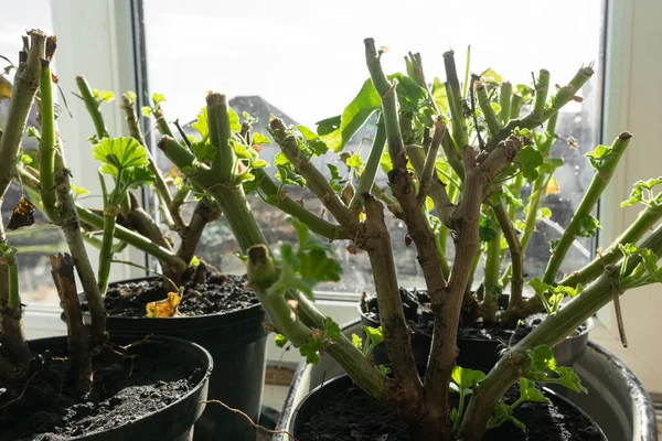 Geranios Macetas Alféizar Tallos Cortados Flor Geranio Preparados Para Hibernación —  Fotos de Stock