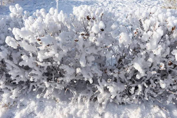 Struiken Planten Bedekt Met Sneeuw Vorst Tuin Van Een Landhuis — Stockfoto