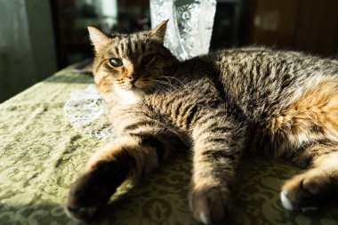 Evin içindeki kedi masanın üzerinde uzanıyor. Kedi, güneşin parlak ışınlarıyla aydınlanır.