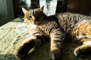 Evin içindeki kedi masanın üzerinde uzanıyor. Kedi, güneşin parlak ışınlarıyla aydınlanır.