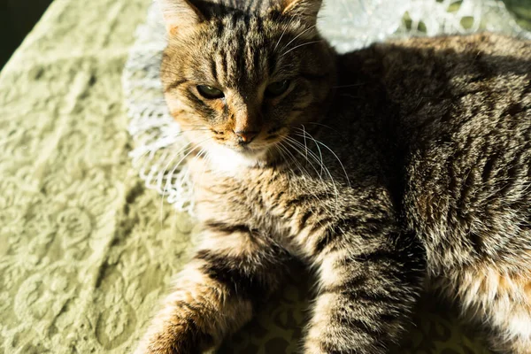 Gato Interior Casa Está Sobre Mesa Gato Iluminado Pelos Raios — Fotografia de Stock