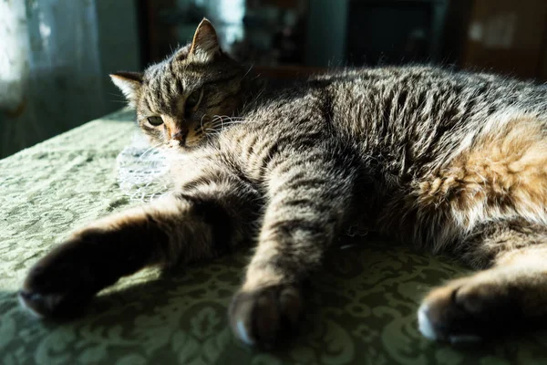 Kat Het Binnenland Ligt Tafel Kat Wordt Verlicht Door Felle — Stockfoto