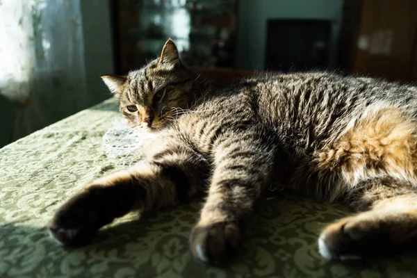 Gatto Nell Interno Della Casa Trova Sul Tavolo Gatto Illuminato — Foto Stock