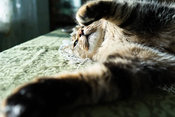 Kočka Interiéru Domu Leží Stole Kočka Ozářena Jasnými Paprsky Slunce — Stock fotografie
