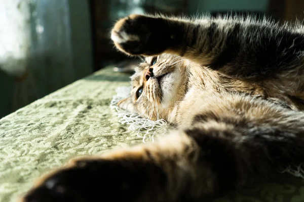 stock image the cat in the home interior lies on the table. The cat is illuminated by the bright rays of the sun