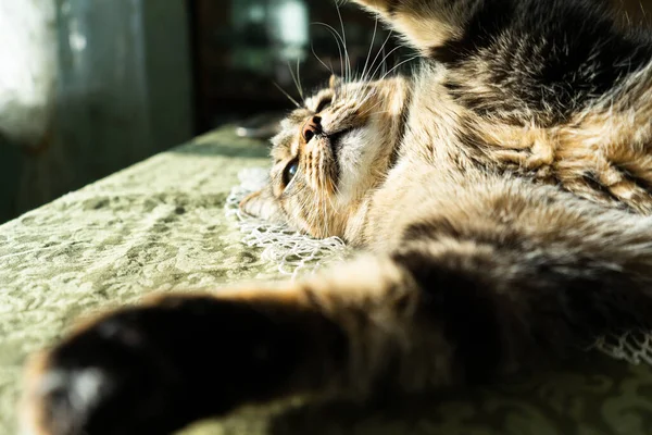 Chat Intérieur Maison Trouve Sur Table Chat Est Illuminé Par — Photo