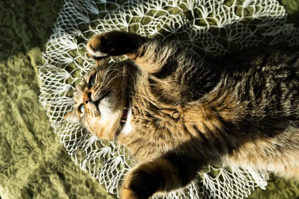 Kat Het Binnenland Ligt Tafel Kat Wordt Verlicht Door Felle — Stockfoto