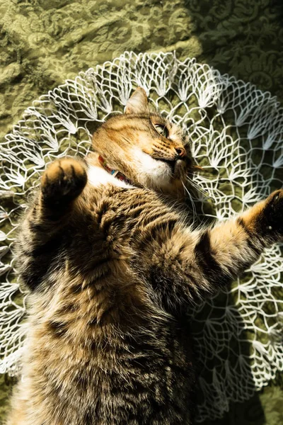 家门口的猫躺在桌子上 这只猫被明亮的太阳光照亮了 — 图库照片