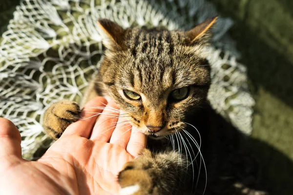 テーブルの上の家の中の猫 猫は手をかむと抱擁 — ストック写真