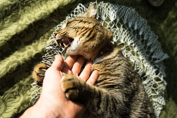 Kočka Interiéru Domu Stole Kočka Kousne Obejme Ruku — Stock fotografie