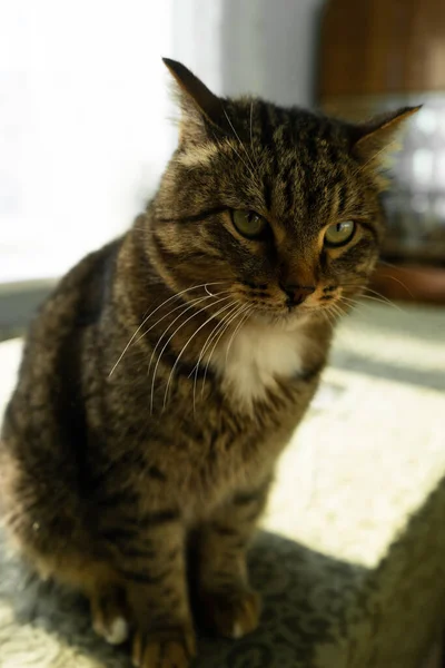 Кіт Домашньому Інтер Єрі Сидить Столі — стокове фото