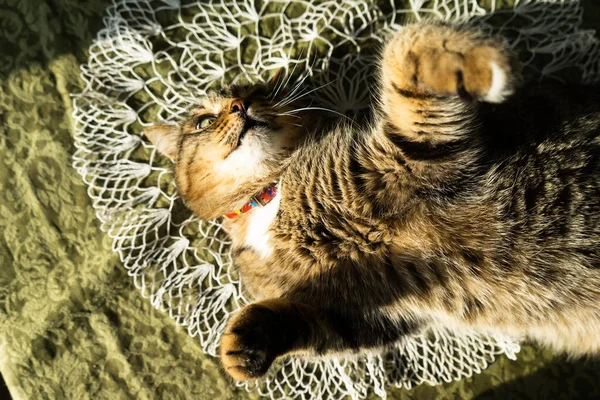 Kat Het Binnenland Ligt Tafel Kat Wordt Verlicht Door Felle — Stockfoto