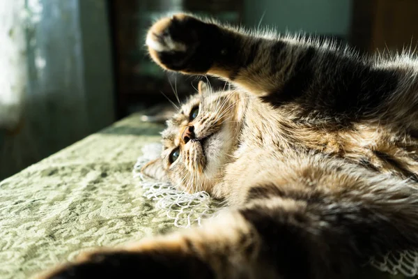Katten Hemmets Inredning Ligger Bordet Katten Lyses Upp Solens Starka — Stockfoto