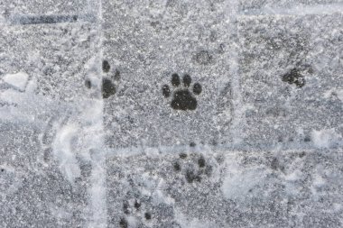 Beyaz karda hayvan izleri var. Vahşi yaşam. Kardaki kedi ayak izleri.