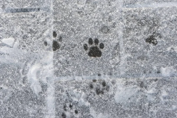 Animal tracks in the white snow. Wildlife. footprints cat in the snow