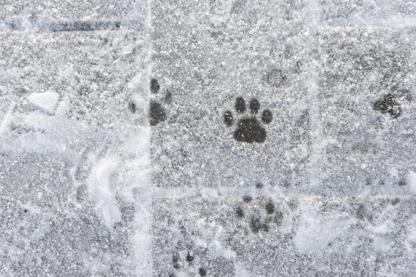 Animal tracks in the white snow. Wildlife. footprints cat in the snow