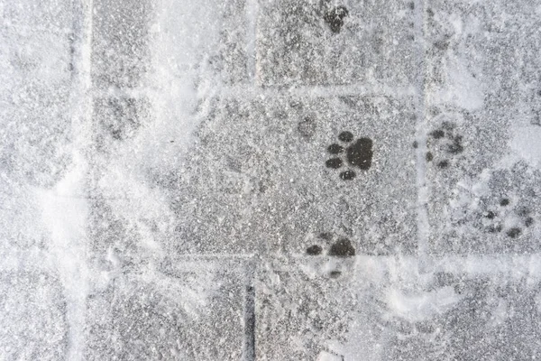 Animal tracks in the white snow. Wildlife. footprints cat in the snow