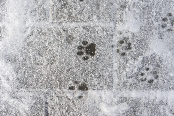 Animal tracks in the white snow. Wildlife. footprints cat in the snow