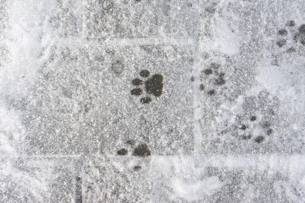 Animal tracks in the white snow. Wildlife. footprints cat in the snow