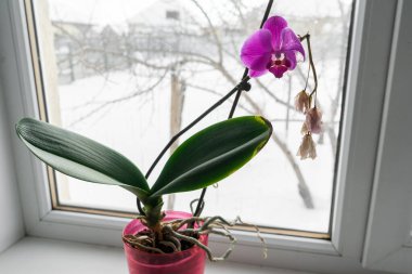 Pencere pervazında bir tencerede orkide. Kışın açan orkide çiçeğinin ev manzarasını kapat.