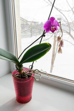 Pencere pervazındaki bir çömlekte sarı orkide. Kışın açan orkide çiçeğinin ev manzarasını kapat.