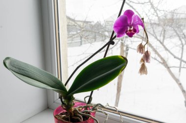  Pencere pervazında bir tencerede orkide. Kışın açan orkide çiçeğinin ev manzarasını kapat.
