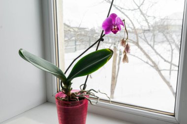 Pencere pervazında bir tencerede orkide. Kışın açan orkide çiçeğinin ev manzarasını kapat.