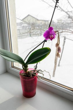 Pencere pervazında bir tencerede orkide. Kışın açan orkide çiçeğinin ev manzarasını kapat.