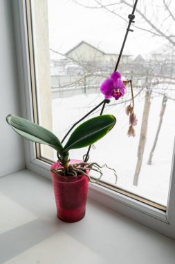 Pencere pervazında bir tencerede orkide. Kışın açan orkide çiçeğinin ev manzarasını kapat.
