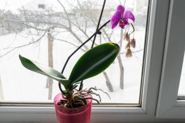  Pencere pervazında bir tencerede orkide. Kışın açan orkide çiçeğinin ev manzarasını kapat.