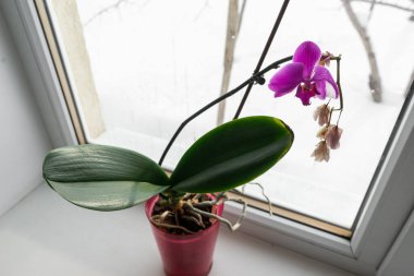 Pencere pervazında bir tencerede orkide. Kışın açan orkide çiçeğinin ev manzarasını kapat.