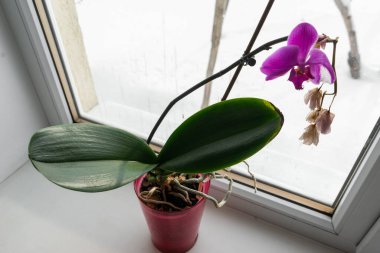 Pencere pervazında bir tencerede orkide. Kışın açan orkide çiçeğinin ev manzarasını kapat.