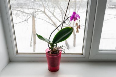  Pencere pervazında bir tencerede orkide. Kışın açan orkide çiçeğinin ev manzarasını kapat.