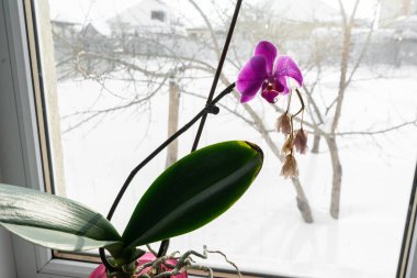  Pencere pervazında bir tencerede orkide. Kışın açan orkide çiçeğinin ev manzarasını kapat.