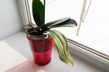 Pencere pervazındaki bir çömlekte sarı orkide. Kışın açan orkide çiçeğinin ev manzarasını kapat.