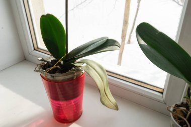  Pencere pervazında bir tencerede orkide. Kışın açan orkide çiçeğinin ev manzarasını kapat.