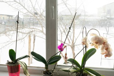  Pencere pervazında bir tencerede orkide. Kışın açan orkide çiçeğinin ev manzarasını kapat.