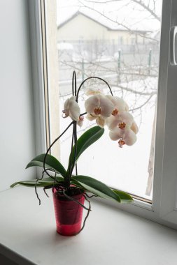 Pencere pervazındaki bir çömlekte sarı orkide. Kışın açan orkide çiçeğinin ev manzarasını kapat.