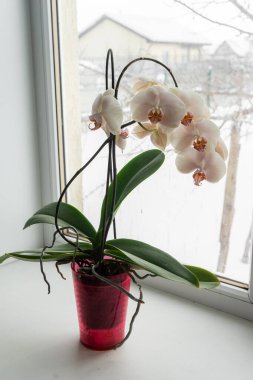 Pencere pervazındaki bir çömlekte sarı orkide. Kışın açan orkide çiçeğinin ev manzarasını kapat.