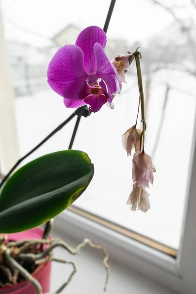 Orquídea Cacerola Sobre Alféizar Ventana Vista Cerca Flor Orquídea Floreciente —  Fotos de Stock