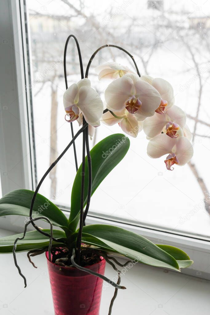 orchid in a pot on a windowsill. Close up view of home blooming orchid flower in winter.