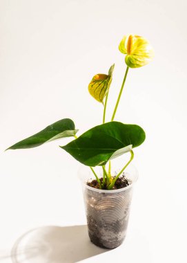 Beyaz arkaplanda saksı içinde vanilya çiçeği.