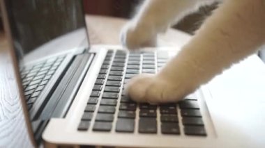 Kedi dizüstü bilgisayarda klavye kullanıyor. Kedi bir mesaj gönderiyor. Akıllı kedi.