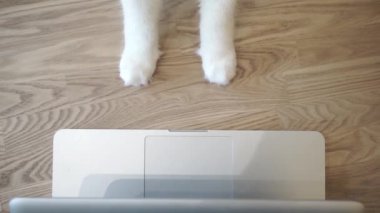 Kedi işten sonra bilgisayarı kapatır. Akıllı kedi.