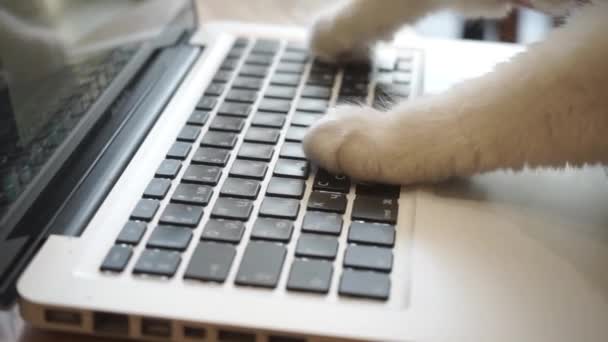 Katze Tippt Auf Einer Laptop Tastatur Sendet Die Katze Eine — Stockvideo