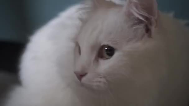 Witte Kat Zit Goed Kijken Slimme Mooie Kat — Stockvideo