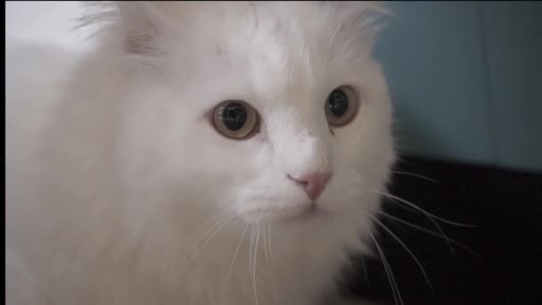 Witte Kat Zit Goed Kijken Slimme Mooie Kat — Stockvideo