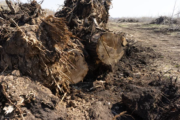Κούτσουρα Των Δέντρων Ξεριζώθηκαν Από Έδαφος Εκρίζωση Και Αφαίρεση Κορμού Φωτογραφία Αρχείου